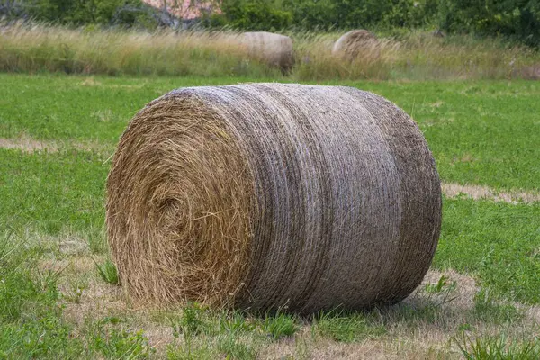 Fransa 'nın güneyinde, Provence bölgesinde kırsal kesimde bir tarlada saman yığınları, kırsal kesimde yaz günü. Tarlada saman yığını