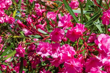 Yaz günü pembe zakkum çiçeklerini kapatın.