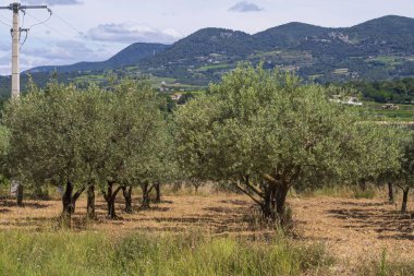 Fransa 'nın Provence bölgesinde zeytin ağaçları olan bir koruluk. Zeytinlik. Arka planda dağlardaki zeytin ağaçları ve tarlaların görüntüsü.