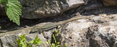 Yeşil bir kertenkele ormandaki büyük bir taşın üzerinde güneşleniyor..