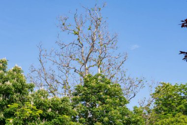 Ağaçlar mavi gökyüzüne karşı kron
