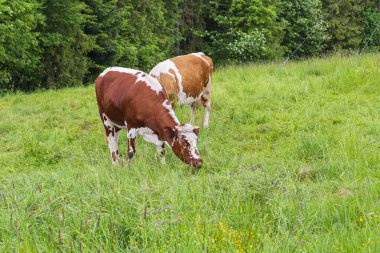 İnekler resim gibi bir çayırda otlar..