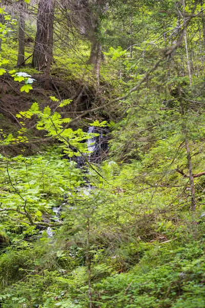 Avusturya 'nın Alp Dağları' ndaki güzel kozalaklı orman. Orman manzarası.