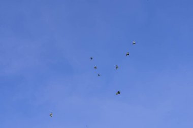 Bir kuş sürüsü mavi gökyüzüne doğru uçuyor. Gökteki güvercinler.