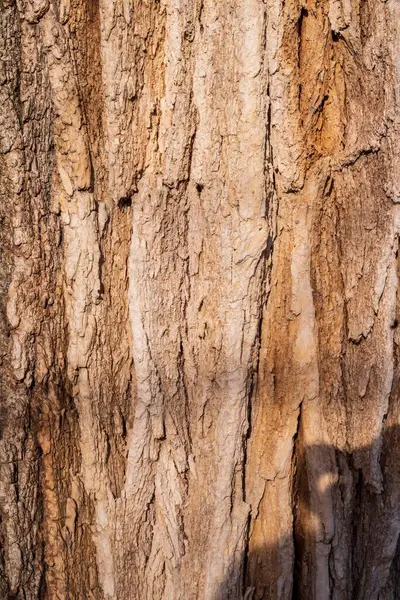 Ahşap doku arkaplanı, kapat