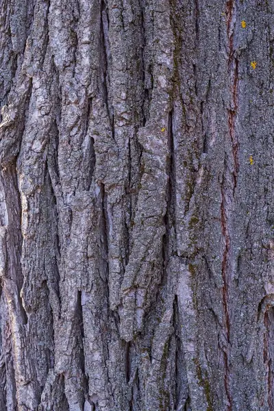 Ağaç gövdesi kabuğu dokusu. Doğal arka plan dokusu. kahverengi kabuk dokusu