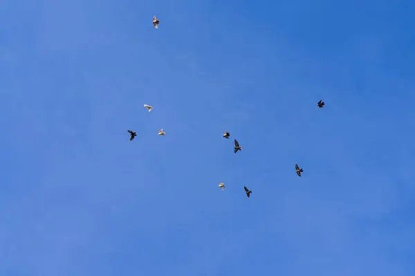 Bir kuş sürüsü mavi gökyüzüne doğru uçuyor. Gökteki güvercinler.