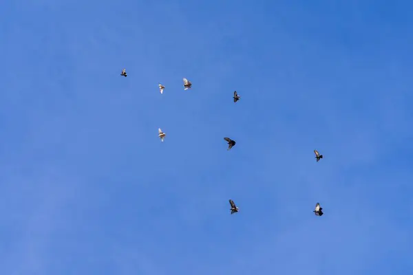 Bir kuş sürüsü mavi gökyüzüne doğru uçuyor. Gökteki güvercinler.