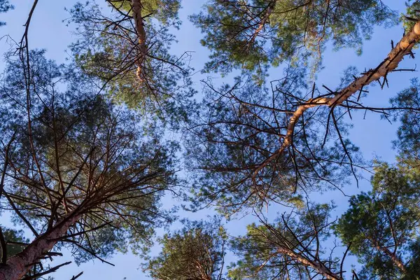 Mavi gökyüzüne karşı çam ağaçlarından dallar ve taçlar. Ormanın güzel manzarası. Ormandaki ağaç dalları. Doğa ve çevre kavramı.