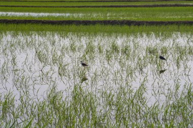 rice field in the countryside. Rice fields expanses with abundantly growing rice. Growing rice planted with abstract lines. Agriculture. 