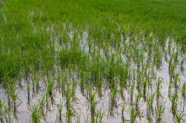 rice field in the countryside. Rice fields expanses with abundantly growing rice. Growing rice planted with abstract lines. Agriculture. 