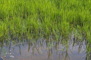 rice field in the countryside. Rice fields expanses with abundantly growing rice. Growing rice planted with abstract lines. Agriculture. 