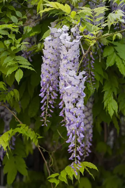 blooming purple wisteria in the spring. Beautiful hanging clusters of blooming purple wisteria.