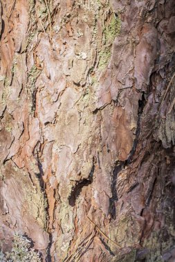 Ağaç kabuğu dokusu arkaplanı, kapat - kapat