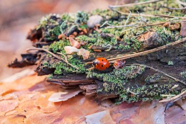 Kırmızı uğur böceği ormanda bir kütüğe oturur. Uğur böceği yuvasında. Ormandaki böcekler.