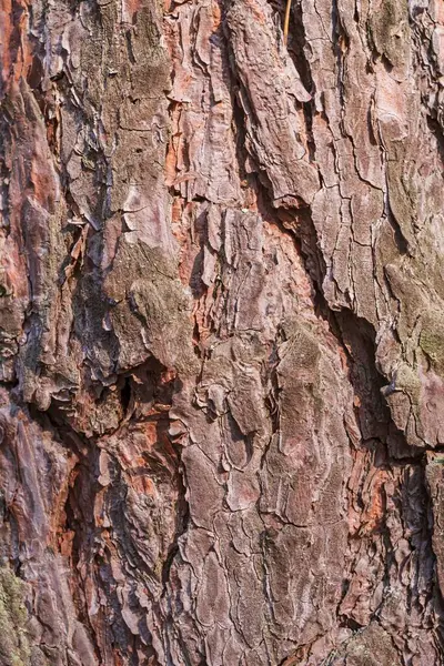 Ağaç kabuğu dokusunu kapat