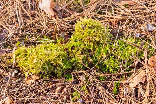 Yere yakın yeşil yosun var.