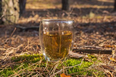 Ormanda bir fincan çay. Orman manzarasının şeffaf fincanda yansıması bitkisel çayla.. 