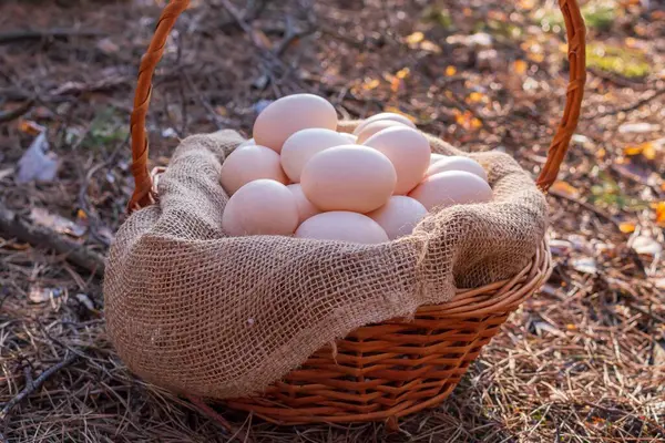 Sepette tavuk yumurtası. Beyaz tavuk yumurtalı sepet. Çiftçilik.