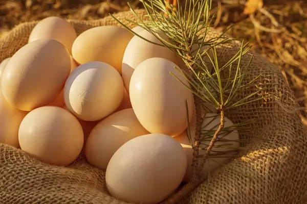 Büyük taze tavuk yumurtaları ormanda bir çuval üzerinde yatıyor..