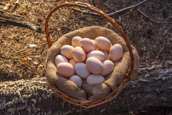 Sepette tavuk yumurtası. Beyaz tavuk yumurtalı sepet. Çiftçilik.