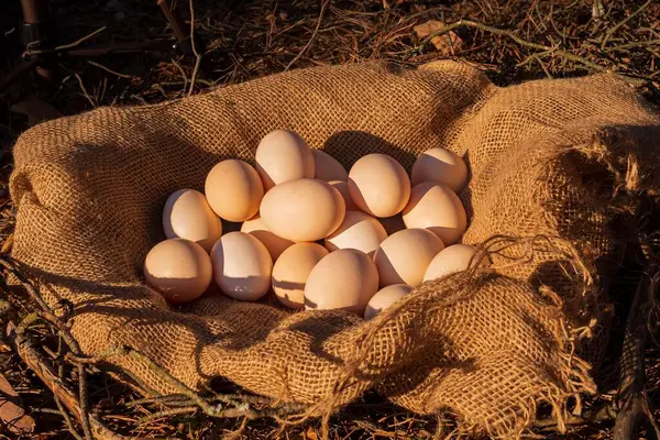 Büyük taze tavuk yumurtaları ormanda bir çuval üzerinde yatıyor..