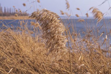 Baharın başlarında nehir kıyısında kuru sazlar açık mavi bulutlu bir gökyüzünün arka planına karşı..