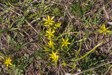 Bahar çiçekleri. Kaz soğanı ya da sarı gageya baharın başlarında çiçek açar.