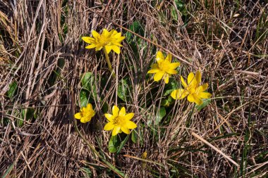 Çiçek açan sarı bir bahar çiçeğinin yakınında. Bahar çiçekleri, selandin.. 