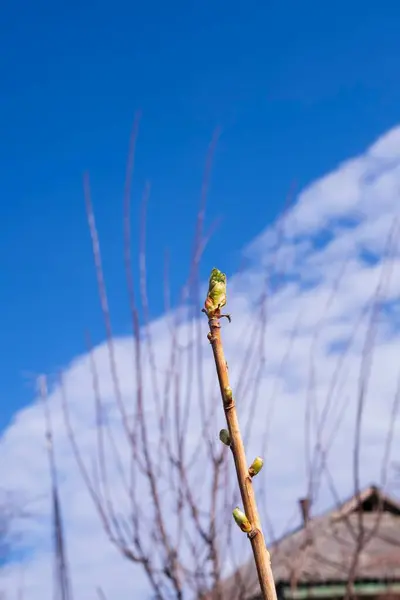 İlkbaharın başlarında filizlenen bir kuş üzümü dalı. Doğanın uyanışı. İlk yapraklar.
