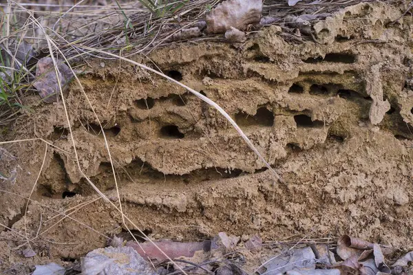 Kumsaldaki Antrill. Karınca desenli kum dokusu, toprağın dokusu.