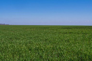 Baharın başında buğday tarlası. Baharda taze buğday filizleri.