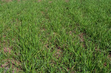 Kırsalda yeşil buğday tarlası