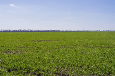 Baharın başında buğday tarlası. Baharda taze buğday filizleri.