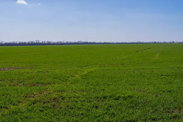 Baharın başında buğday tarlası. Baharda taze buğday filizleri.
