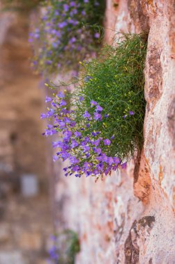 Kayanın üzerinde çiçek açan güzel çiçekler. Dağ bitkileri.