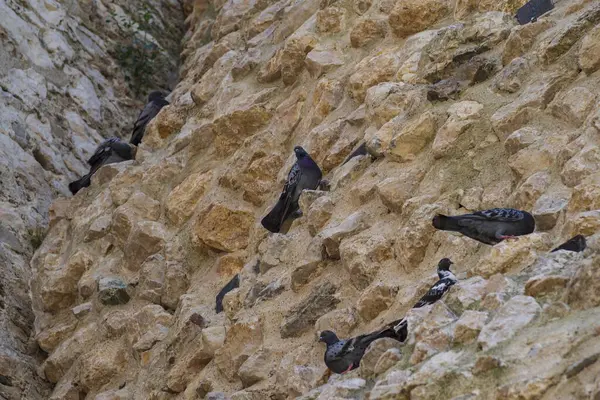 Taş duvarda bir grup kuş.