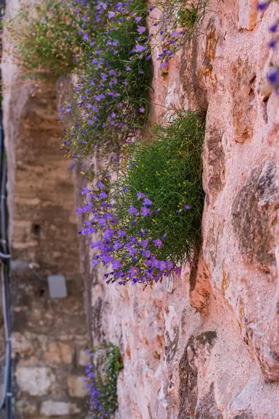 Kayanın üzerinde çiçek açan güzel çiçekler. Dağ bitkileri.