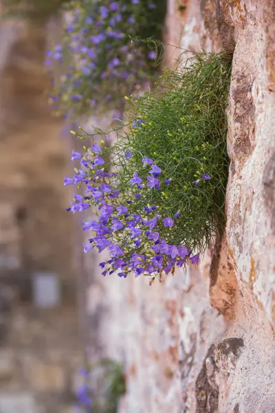 Kayanın üzerinde çiçek açan güzel çiçekler. Dağ bitkileri.