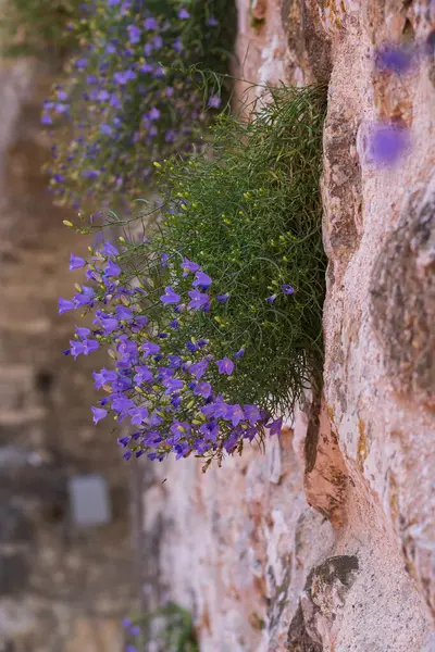 Kayanın üzerinde çiçek açan güzel çiçekler. Dağ bitkileri.