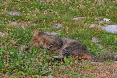Makedonya 'daki doğal ortamında kahverengi tekir sokak kedisi