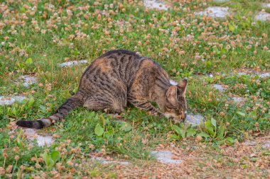 Makedonya 'daki doğal ortamında kahverengi tekir sokak kedisi