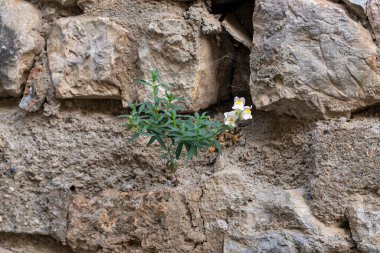 Kayanın üzerinde çiçek açan güzel çiçekler. Dağ bitkileri.