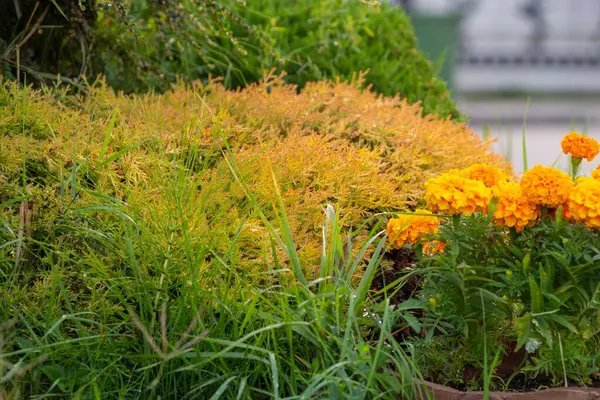 Makedonya 'da kentteki çiçek yataklarında bitki ve çiçekler