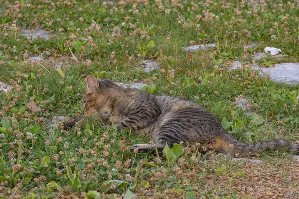Makedonya 'daki doğal ortamında kahverengi tekir sokak kedisi