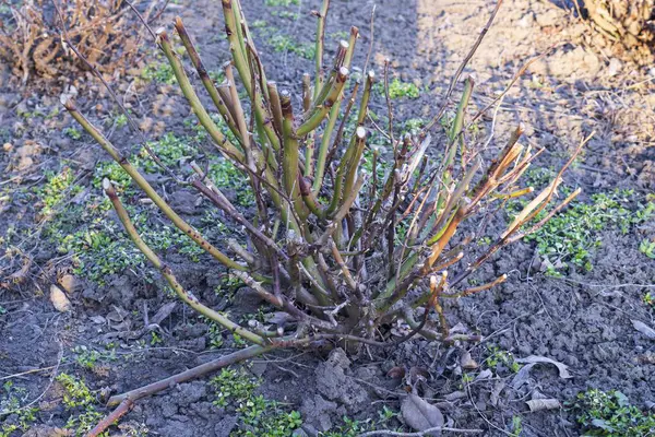 İlkbaharda elit bir gül çalısı. Doğanın Uyanışı.