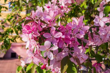 Baharda güneşli bir günde beyaz ve pembe çiçekli yabani elma ağacı. Çiçek açan elma ağacı..