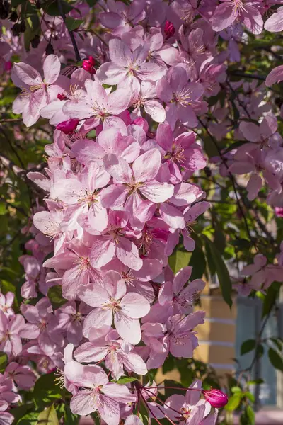 Baharda güneşli bir günde beyaz ve pembe çiçekli yabani elma ağacı. Çiçek açan elma ağacı..