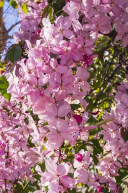 Baharda güneşli bir günde beyaz ve pembe çiçekli yabani elma ağacı. Çiçek açan elma ağacı..