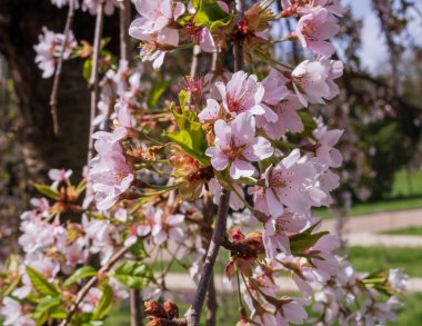 Bahar Parkı 'nda çiçek açan kiraz çiçeği